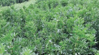 Photo de Une nouvelle variété de fève parmi les espèces cultivables au Maroc