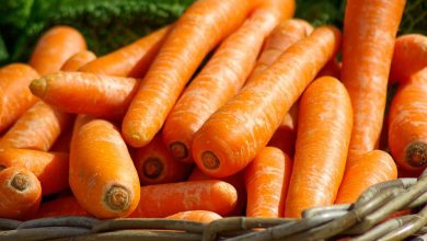 Photo de Exportations : la carotte marocaine bat un record  