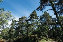 Photo de Écosystème forestier : du poumon vert au levier de croissance