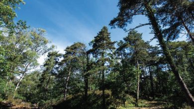 Photo de Écosystème forestier : du poumon vert au levier de croissance