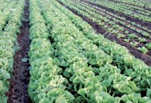 Photo de Agriculture : une vision plus résiliente pour 2050