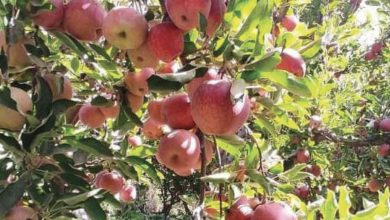Photo de Cueillette des pommes : une récolte pleine de promesses, malgré les défis