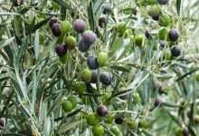 Photo de Huile d’olive : une campagne perdue ?