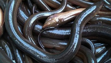 Photo de Espèces menacées : l’anguille du Maroc retirée du processus d’étude de la CITES