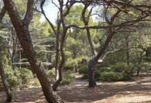 Photo de Environnement : le Forum international des arbres arrive au Maroc