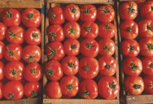 Photo de France : les tomates marocaines à nouveau ciblées
