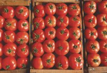 Photo de Exportations de tomates : le Maroc en force sur le marché polonais