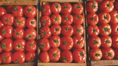 Photo de Canicule : “Tout bénef” pour la tomate