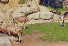 Photo de Casablanca : 20 MDH supplémentaires pour relancer le parc zoologique d’Aïn Sebaâ