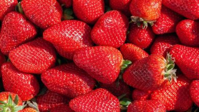 Photo de Le Ministère de l’Agriculture réfute les fausses informations sur les fraises marocaines