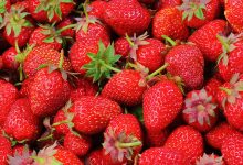 Photo de Production de fraises : le Maroc dans le Top 10 mondial
