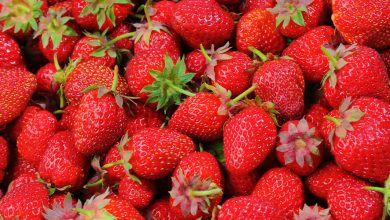 Photo de Production de fraises : le Maroc dans le Top 10 mondial