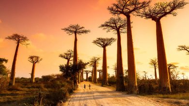 Photo de Madagascar : les aires protégées, un atout économique majeur