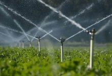 Photo de Stratégie agricole : le stress hydrique retarde la «Génération green»