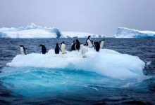 Photo de Antarctique : le réchauffement climatique, probable raison de la fonte de la banquise