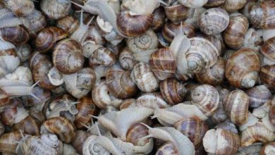 Photo de Exportations : les escargots marocains font un tabac en Espagne