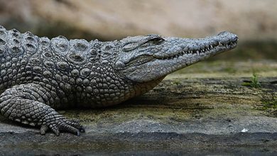 Photo de Biodiversité : la Suisse offre des crocodiles au Maroc 