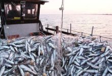 Photo de Environnement : des scientifiques plaident pour une pêche vraiment durable