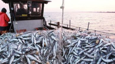 Photo de Pêche : situation “tendue” pour la sardine