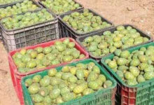 Photo de Figues de barbarie : cochenille et sécheresse font grimper les prix