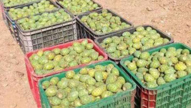Photo de Figues de barbarie : cochenille et sécheresse font grimper les prix