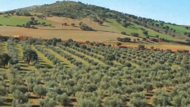 Photo de 25 ans de règne. Agriculture marocaine : du Plan Maroc Vert à Génération Green