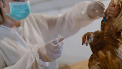 Photo de Grippe aviaire : l’OMS veut développer des vaccins à ARNm