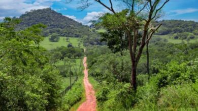 Photo de Environnement. Le Panama a perdu 4% de ses forêts en deux ans