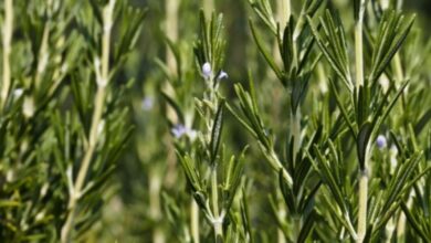 Photo de Plantes médicinales et aromatiques. La production du romarin en déclin