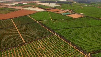 Photo de Souss-Massa/Zones agricoles et rurales. 12.000 hectares ciblés par le PADIDZAR