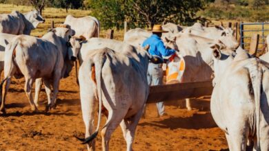 Photo de Agriculture carbone. Tourba s’étend au Brésil