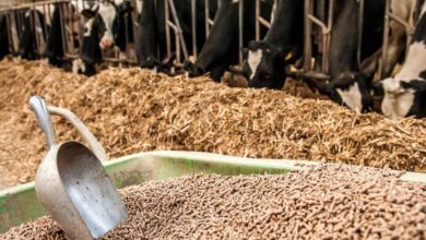 Photo de Aliments de bétail. L’ADII revoit la TVA à la baisse