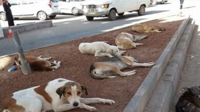 Photo de Chiens errants. Le ministère de l’Intérieur enregistre  des résultats probants