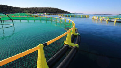 Photo de Aquaculture : Badinotti Group boucle l’acquisition de Maisma Morocco