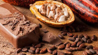 Photo de Fève de cacao : les agriculteurs ivoiriens plaident pour une rémunération plus juste