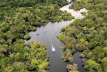 Photo de Environnement : la pollution à l’ozone réduit la capacité des forêts tropicales à absorber le CO2