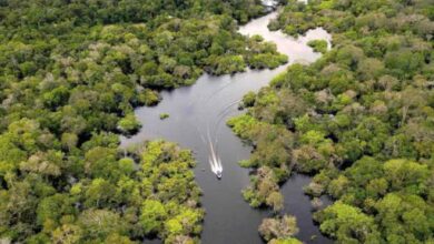 Photo de Environnement : la pollution à l’ozone réduit la capacité des forêts tropicales à absorber le CO2