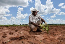 Photo de Afrique : faire du climat une opportunité de développement