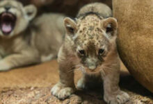 Photo de Jardin zoologique national de Rabat : le lionceau de l’Atlas, la nouvelle star