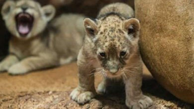 Photo de Jardin zoologique national de Rabat : le lionceau de l’Atlas, la nouvelle star