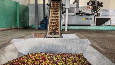 Photo de Taounate : la récolte des olives bat son plein