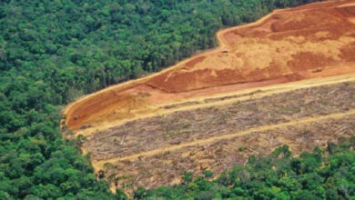 Photo de Nouvelles règles anti-déforestation : mise en œuvre reportée au niveau de l’UE