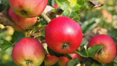 Photo de Sefrou : un pôle émergent de la culture de la pomme