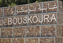 Photo de Casablanca : sauver le patrimoine écologique de la forêt de Bouskoura