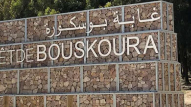 Photo de Casablanca : sauver le patrimoine écologique de la forêt de Bouskoura