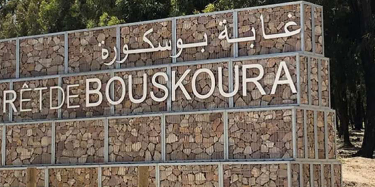 Casablanca : sauver le patrimoine écologique de la forêt de Bouskoura