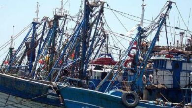 Photo de Pêche : les débarquements en hausse