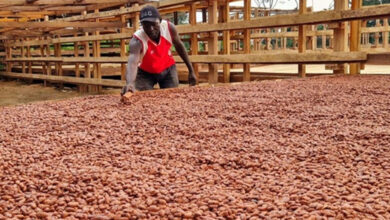 Photo de Café et cacao de la RDC : en RDC, attentes pour l’élaboration et l’adoption des normes internationales