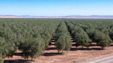 Photo de Agriculture : Lesieur Cristal, un renfort de poids à la relance des cultures oléagineuses et oléicoles