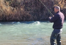 Photo de Ouverture de la saison de la pêche : plus de deux millions d’alevins de truites mis en eau